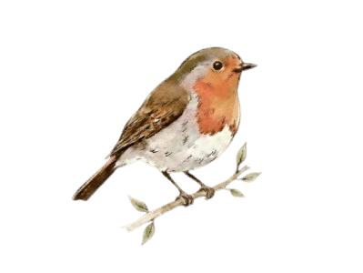 Illustration eines Rotkehlchens als Symbol für individuelle psychologische Beratung und Einzeltherapie in Tornesch.